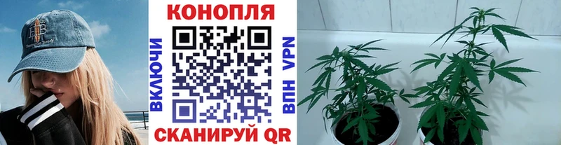 Каннабис сатива  Корсаков 